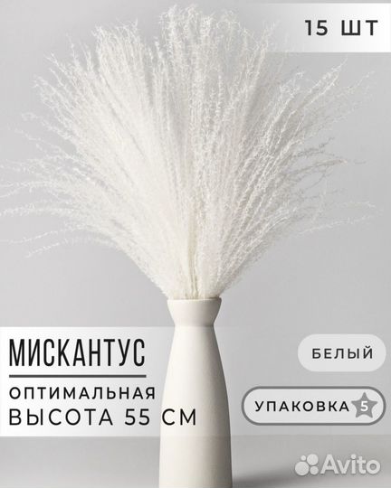 Сухоцветы новые