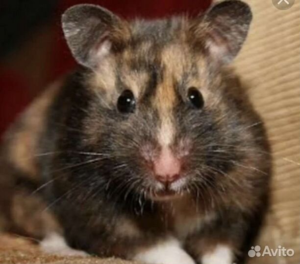 Сирийский хомяк