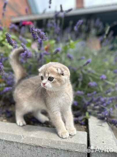 Шотландская