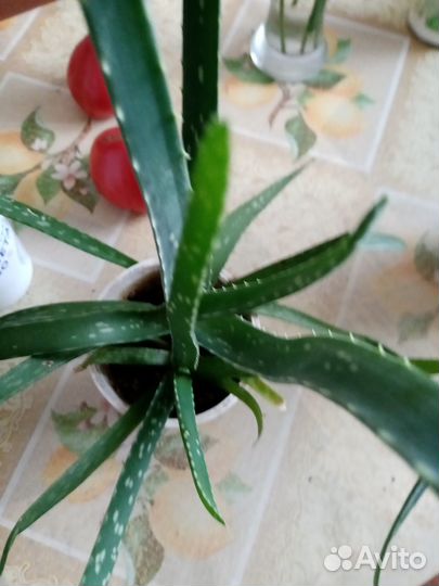 Лечебное растение Алое Вера