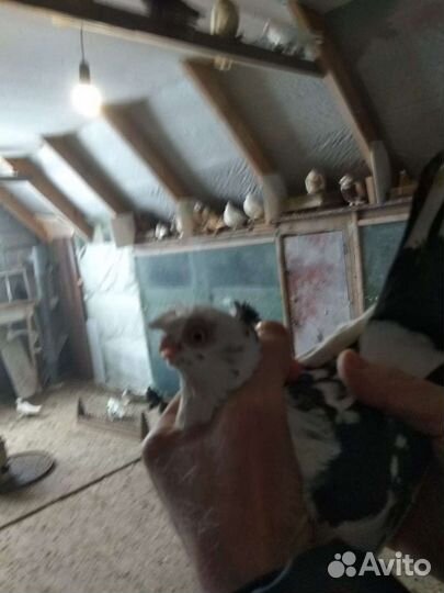 Голуби бойные узбекские
