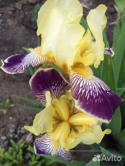 Цветы многолетние/однолетние рассада и семена