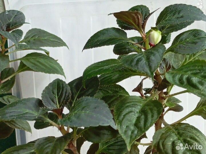 Бальзамин махровый