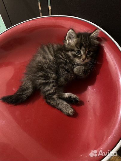 Котенок в добрые руки