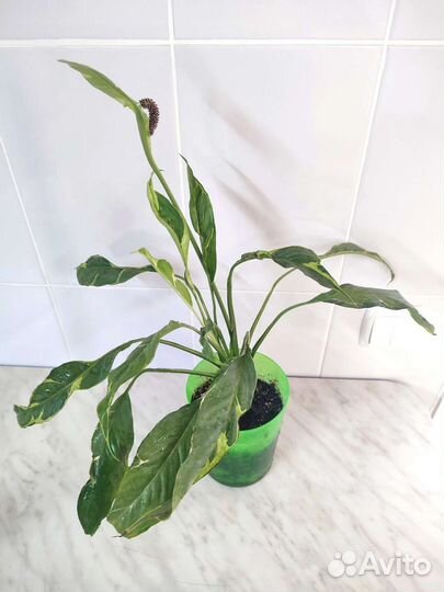 Спатифиллум вариегатный Индонезийский Дели