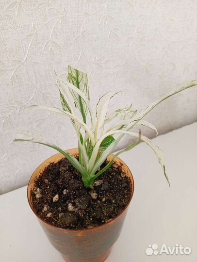 Комнатные растения, часть 1