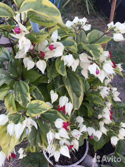 Клеродендрумы