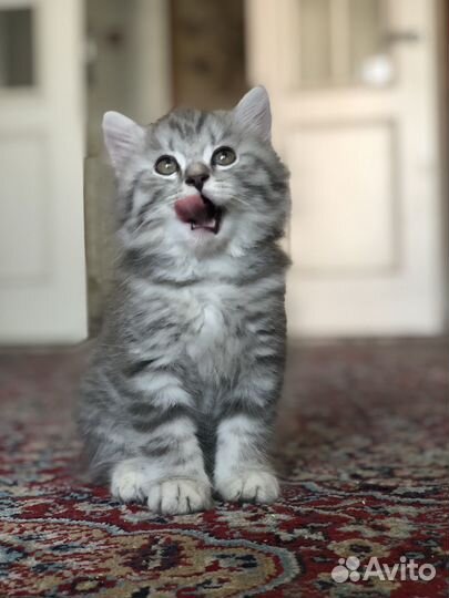 Шотландская длиношестная кошка