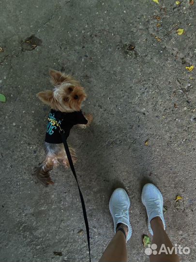 Йоркширский терьер вязка