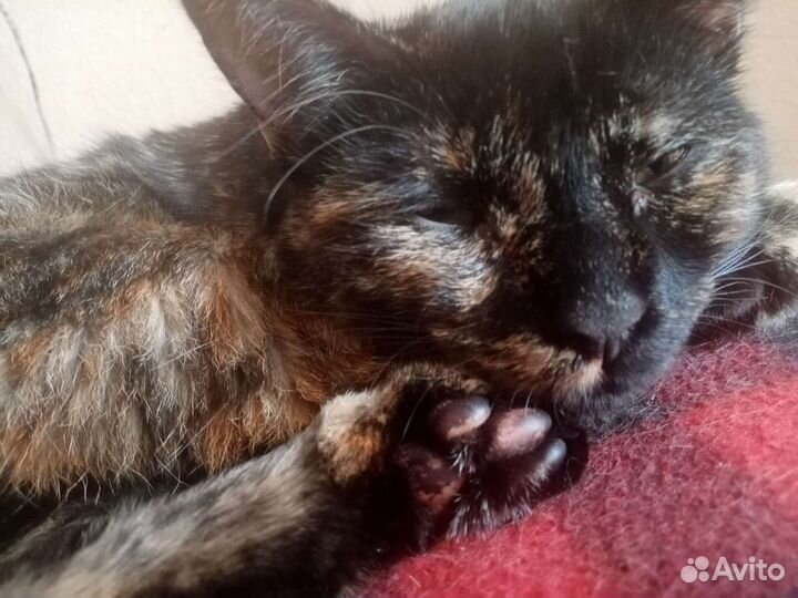 Кошка Машка