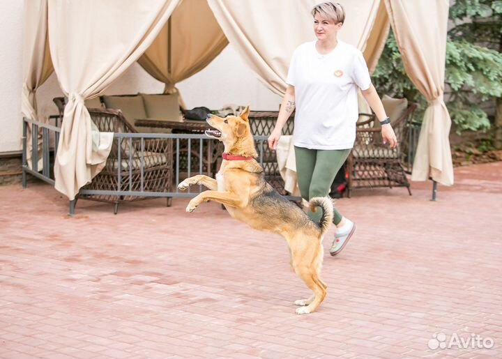 Собаки бесплатно