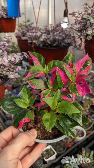 Альтернатера, Гинура, Пилея