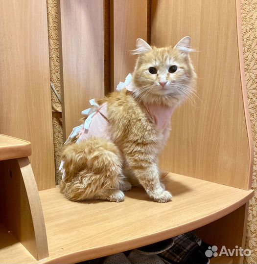 Кошка рыжая