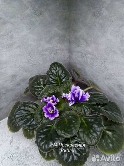 Фиалка стартеры