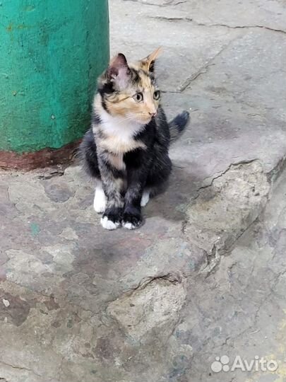 Девочка котенок 3,5 месяца