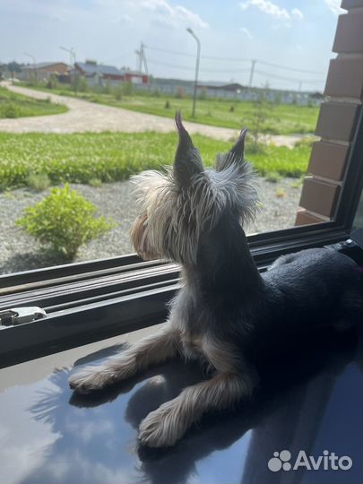 Йоркширский терьер мини девочка