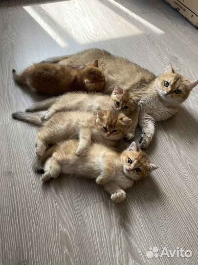 Британские котята