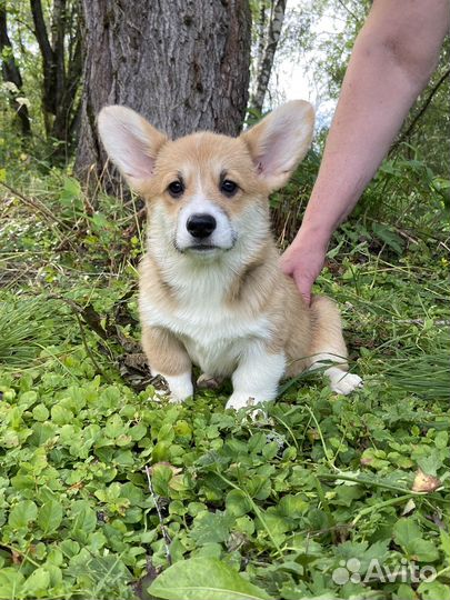 Щеночки коржики. 2,5 мес