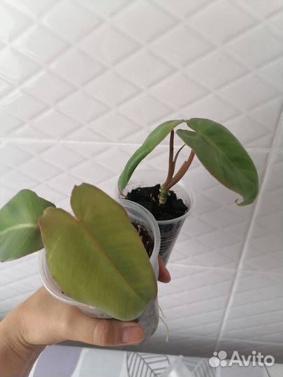 Филодендроны