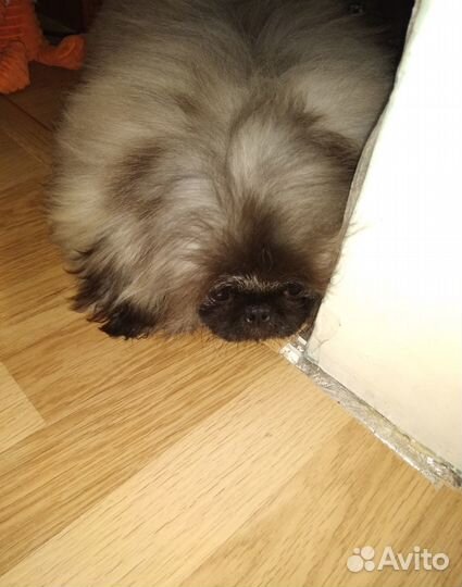 Пекинес вязка