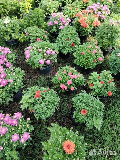 Хризантемы мультифлоры