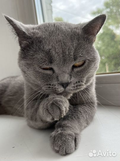 Британский кот