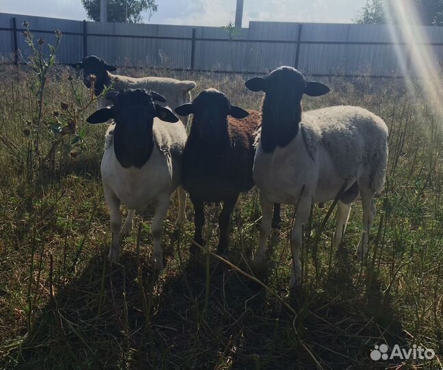 Баран Дорпер