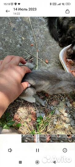 Спасите котят