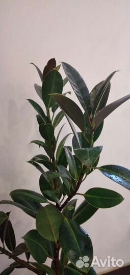 Фикус большой