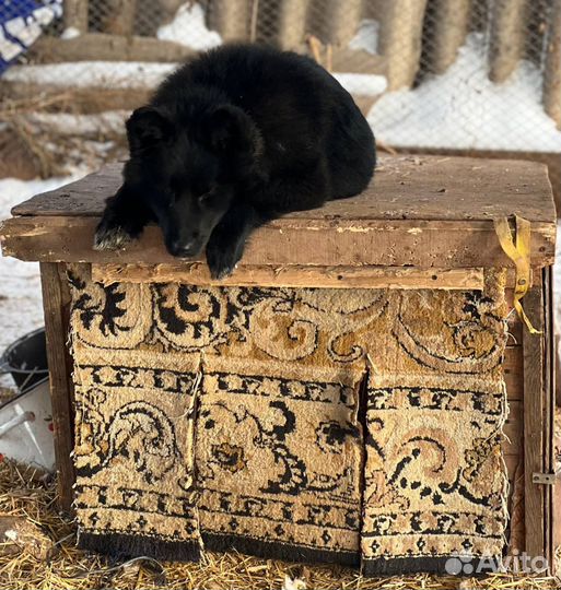 Собаки из приюта