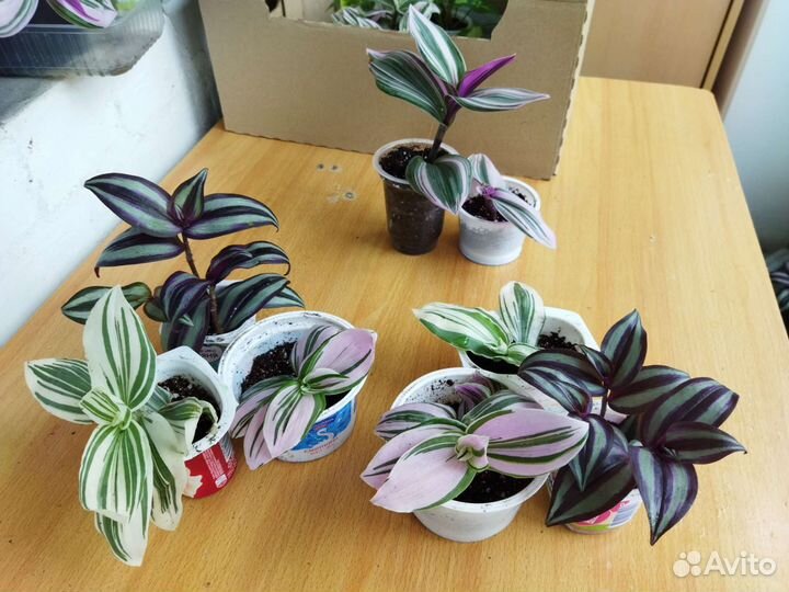 Набор традесканций