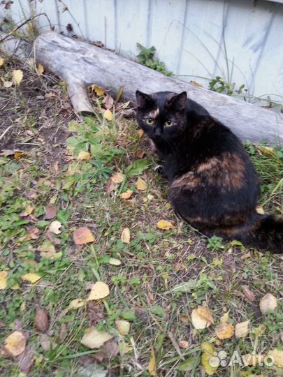 Кошка с прекрасным характером. Стерилизована