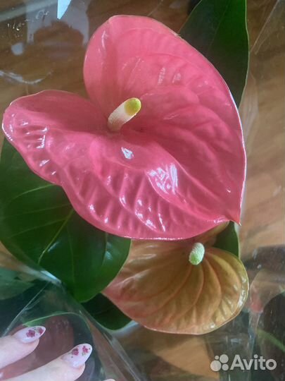 Антуриум Колорадо