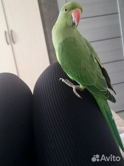 Ожереловый попугай самец