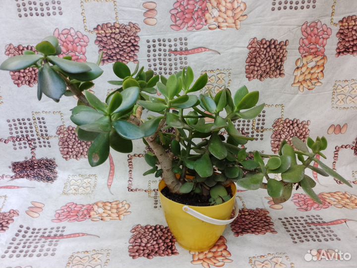 Комнатное растение - Толстянка