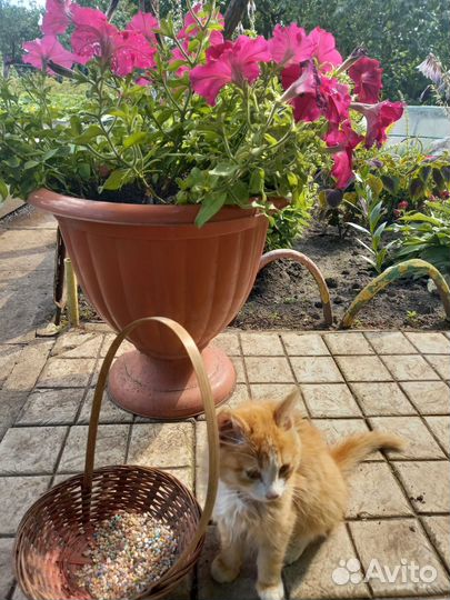 Котенок девочка бесплатно