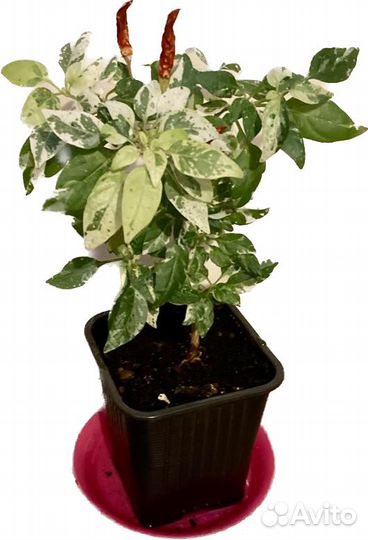 Перец комнатный острый