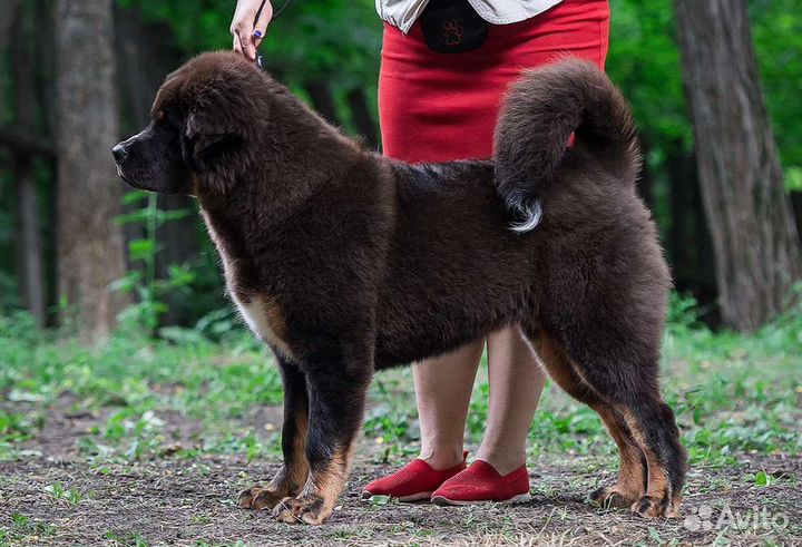 Перспективная девочка тибетский мастиф