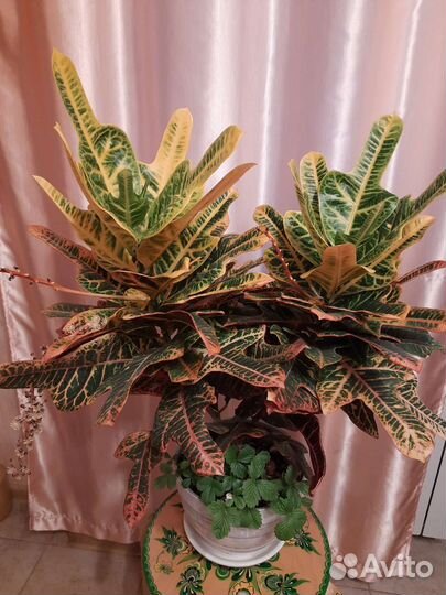 Кодиеум кротон