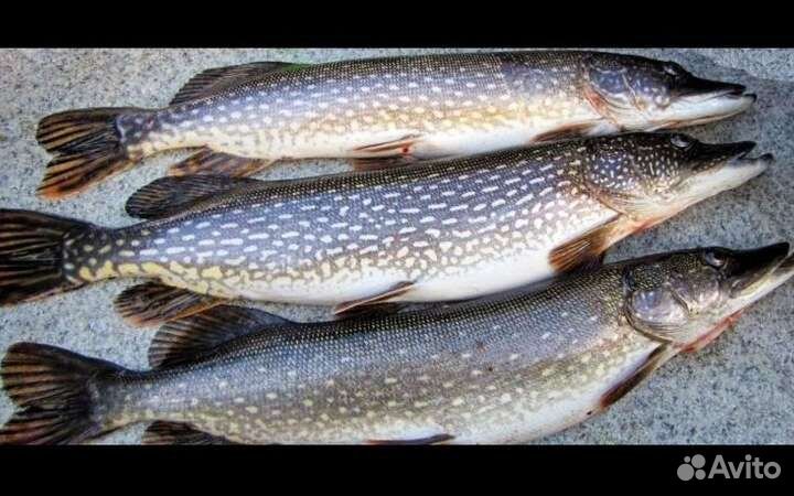 Щука свежкя