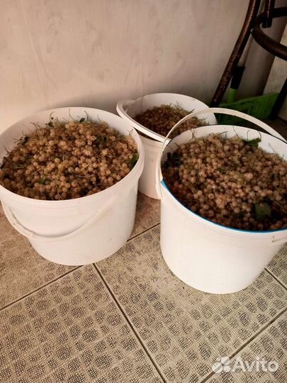 Жёлтая смородина