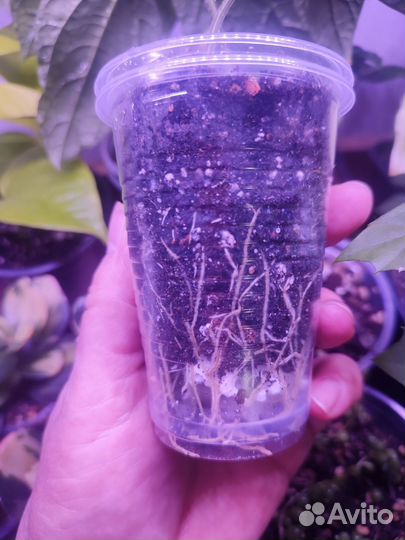 Комнатные цветущие растения