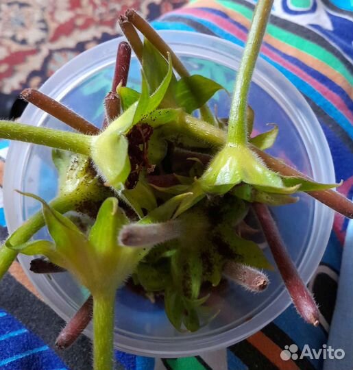 Семена глосиний