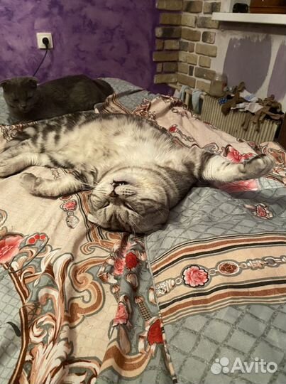 Шотландский мраморный кот вязка