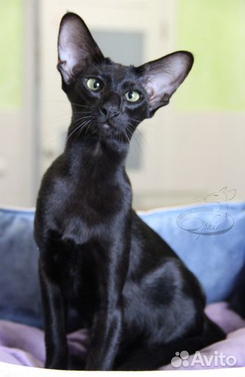 Ориентальная кошка