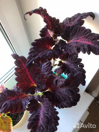 Много красивых колеусов