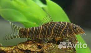 Гуппи, сомы, гурами