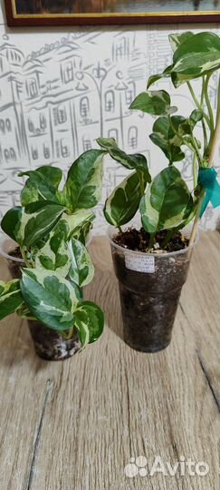 Эпипремнум/сциндапсус