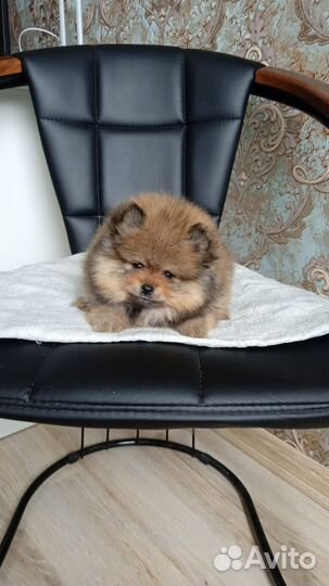 Померанский шпиц медвежьего типа