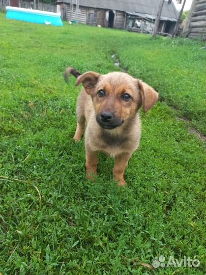 Щенки в добрые руки